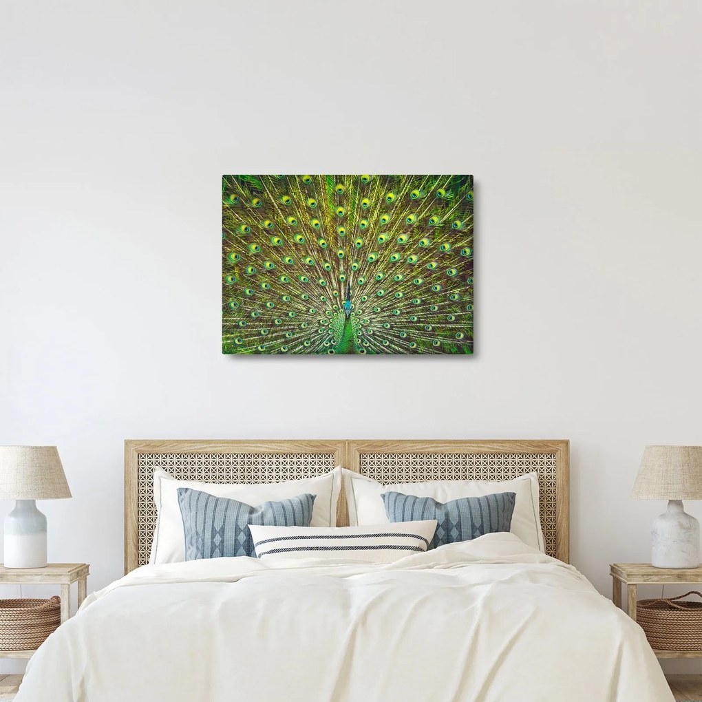 Kép - Páva (70x50 cm)