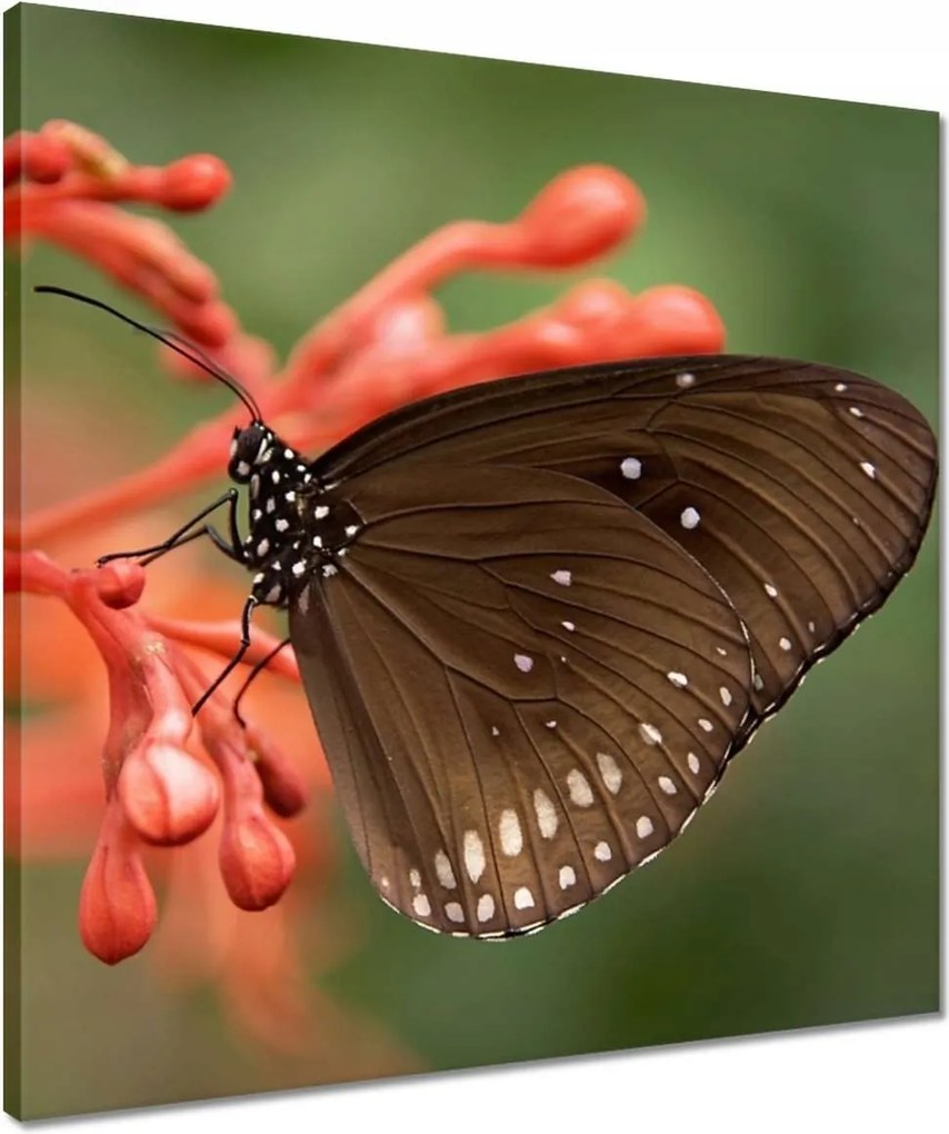 Vászonkép 50x50 Barna pillangó