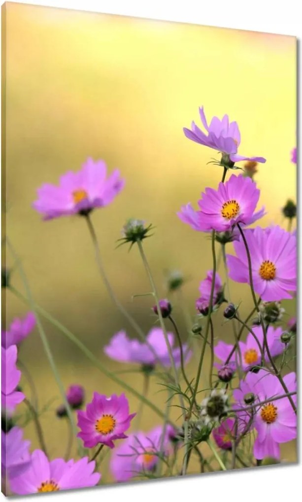 Vászonkép 70x100 Finom virágok a réten