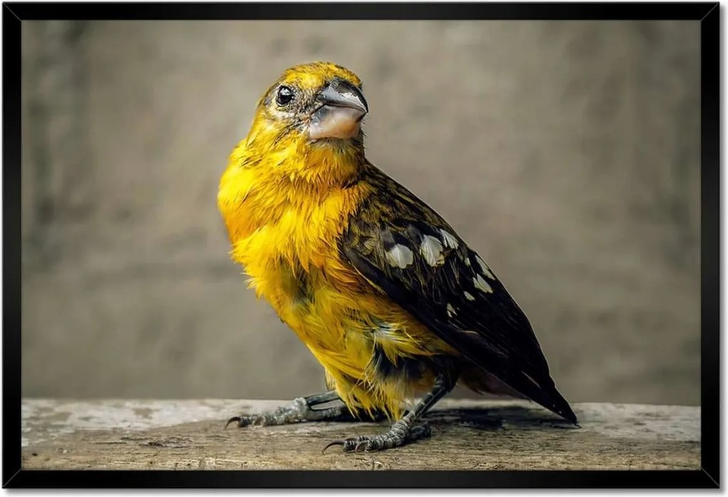 Poszterek keretben 60x40 Tükröződés a vízben Madár