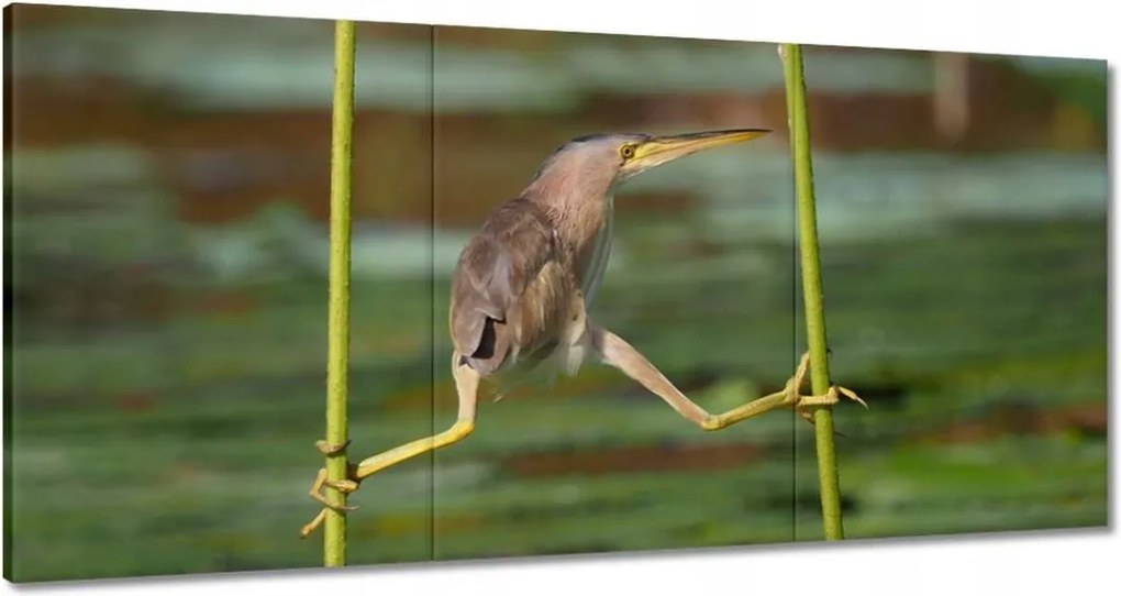 Vászonkép 120x60 Kalapos madár Tájkép Kilátás