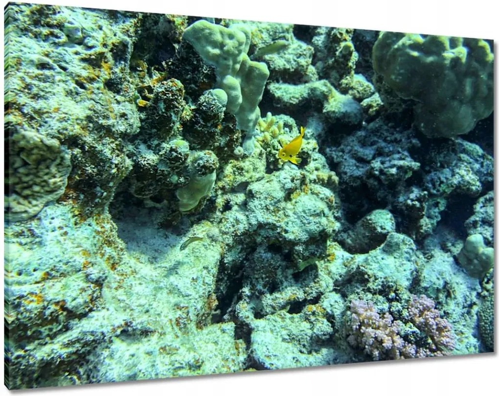 Vászonkép 100x70 Víz alatti világ a zátonyon