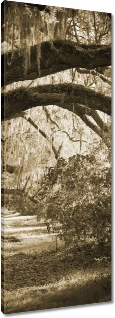 Vászonkép 40x100 Tölgyek a Szépia parkban