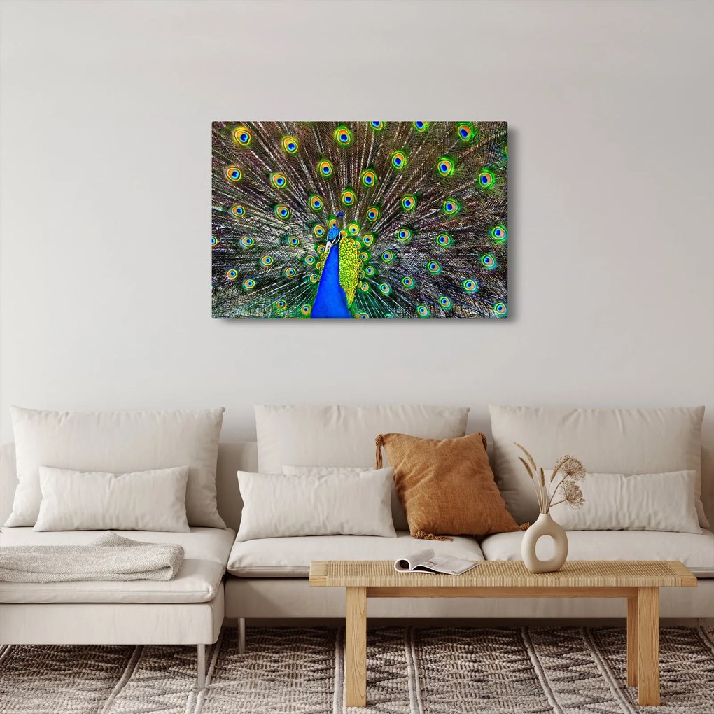 Kép - Páva (90x60 cm)