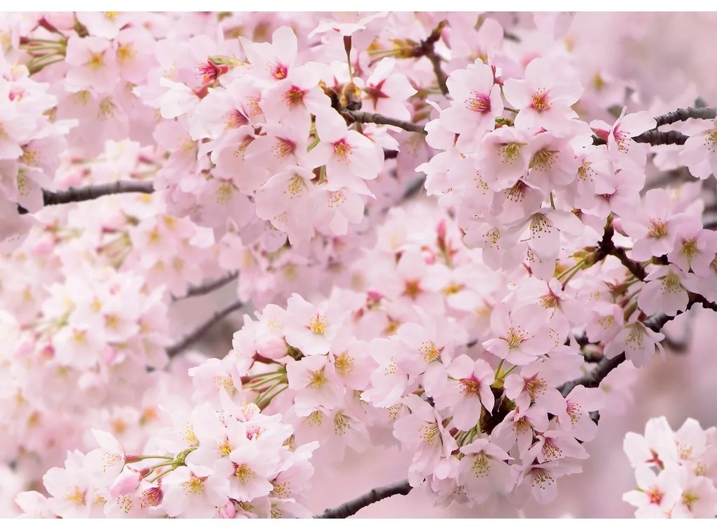 Fototapéta Sakura 180 x 127 cm, 1 rész