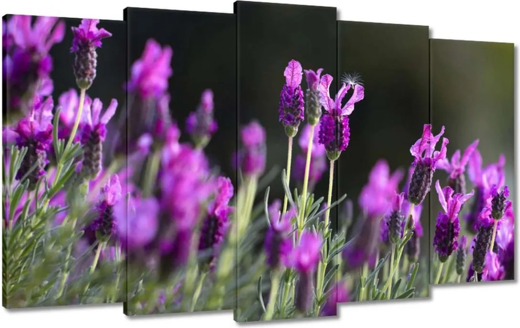 Vászonkép 100x60 Levendula virágok