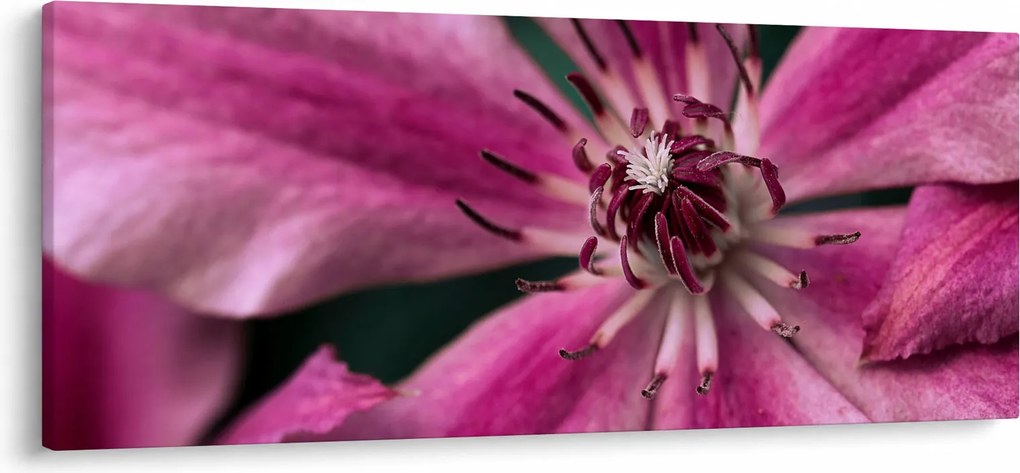 Rózsaszín flamingóvirág képe (120x50 cm)