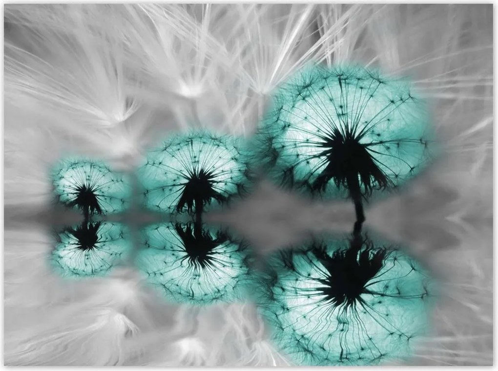 Poszterek 135x100 Türkiz pitypang virág