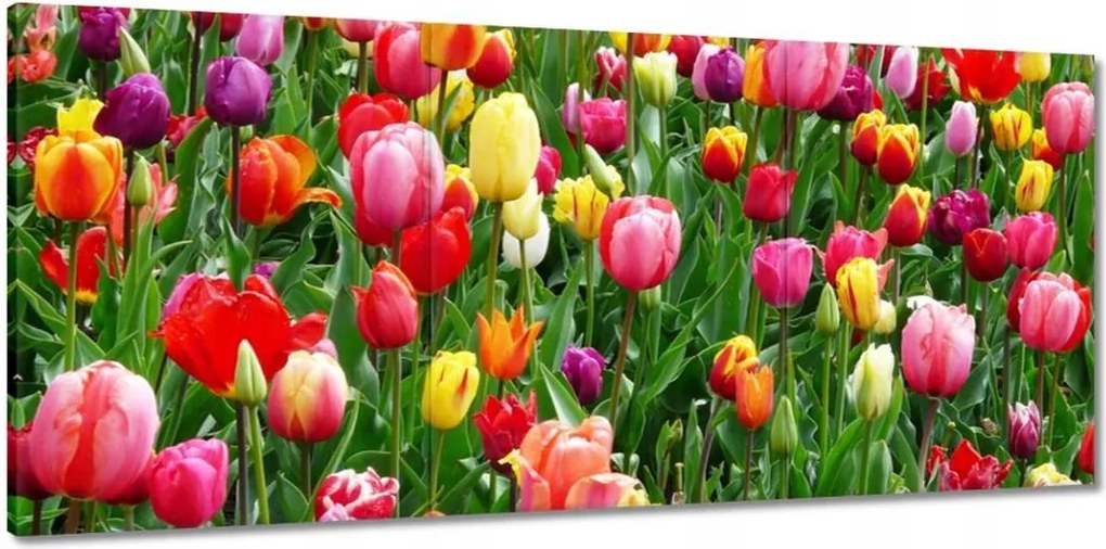 Vászonkép 150x70 Színes tulipánok a réten
