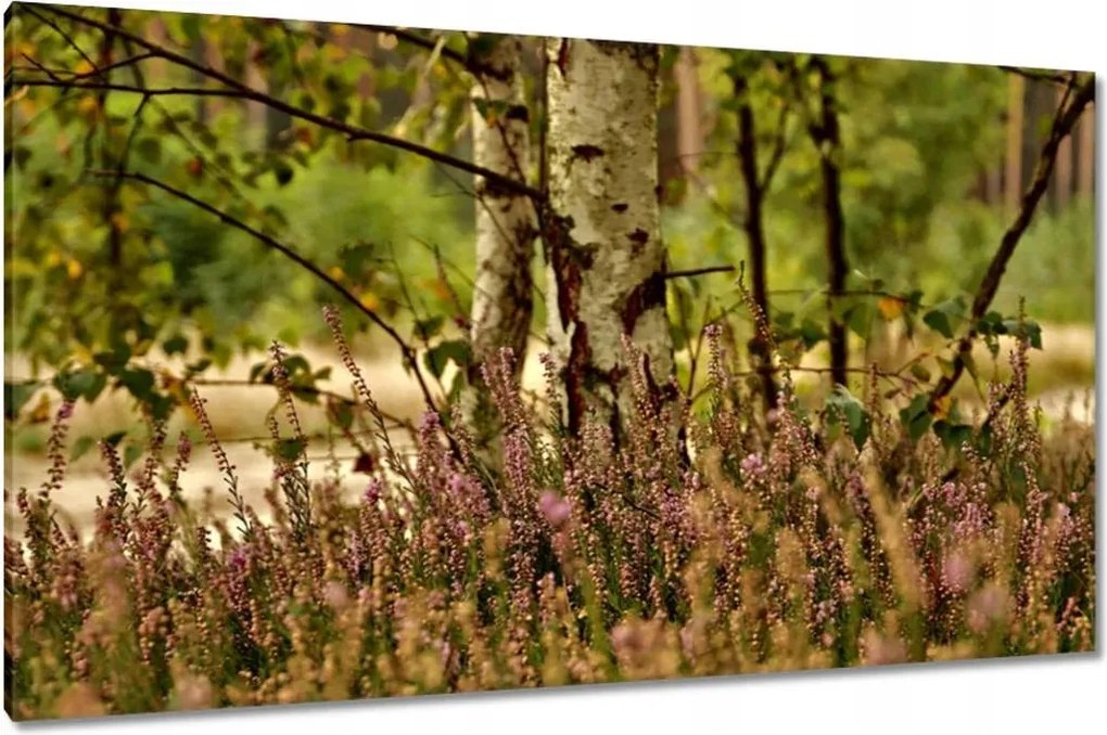Vászonkép 120x70 Nyírfa a hangák között Erdő