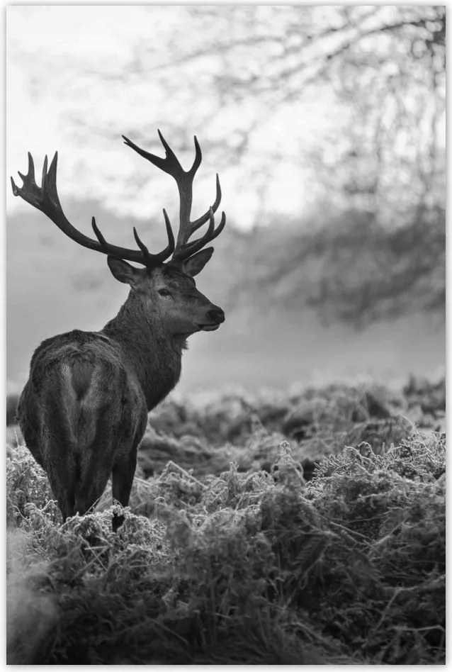 Poszterek 80x120 Szarvas a rikkancson