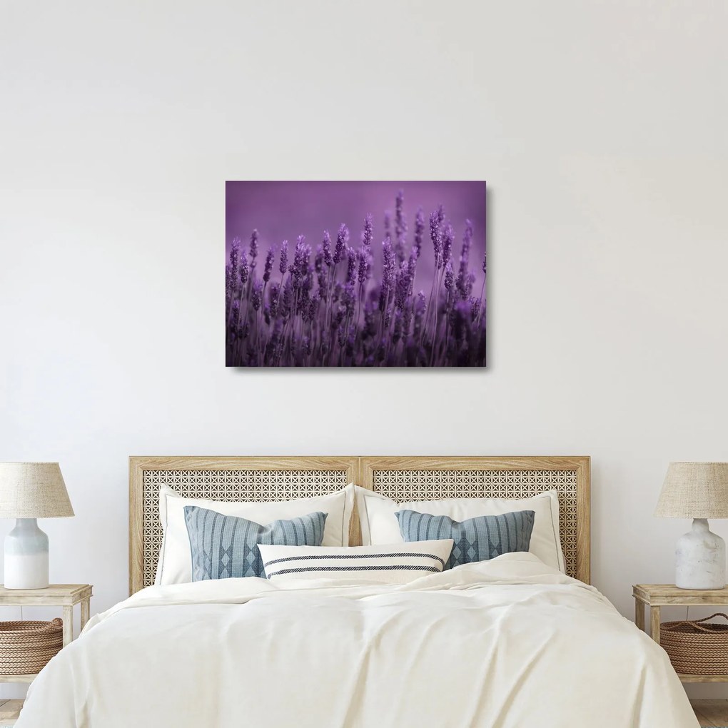 Üveg kép - Levendula (70x50 cm)