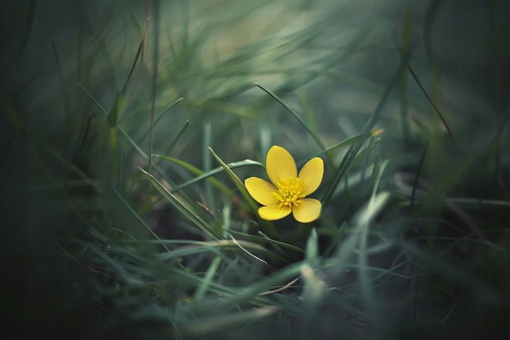 Vászonkép Canvas Kert Rét Fű Sárga Virág Tavasz Természet 60x40