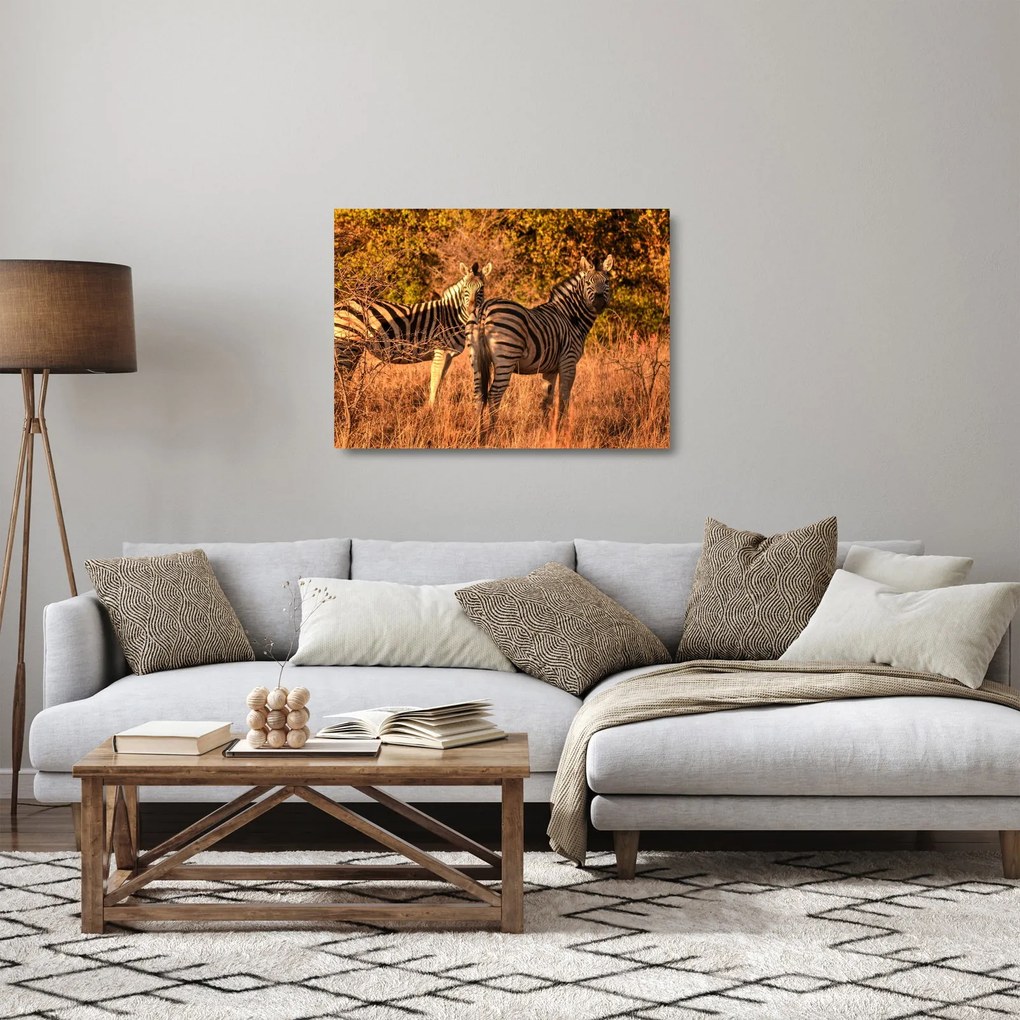 Zebrák képe (üvegen) (70x50 cm)
