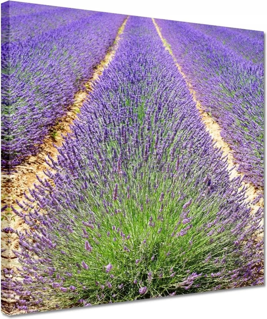 Vászonkép 30x30 Levendula