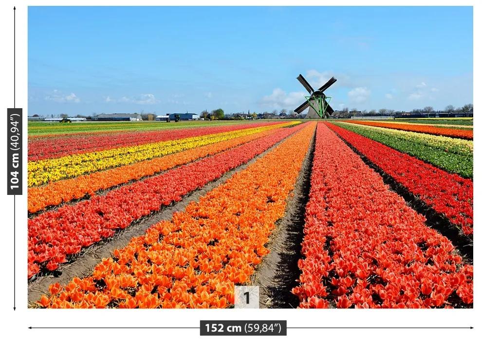 Fotótapéta szélmalom tulipánok 104x70 cm