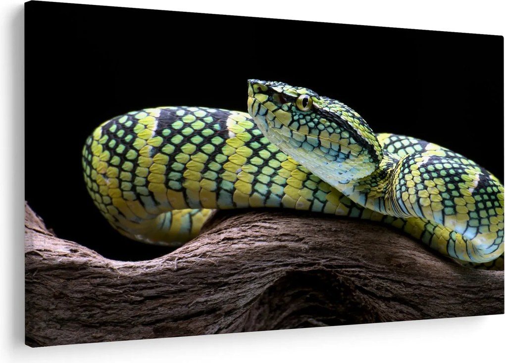 Kép - Wagler csörgőkígyó (90x60 cm)