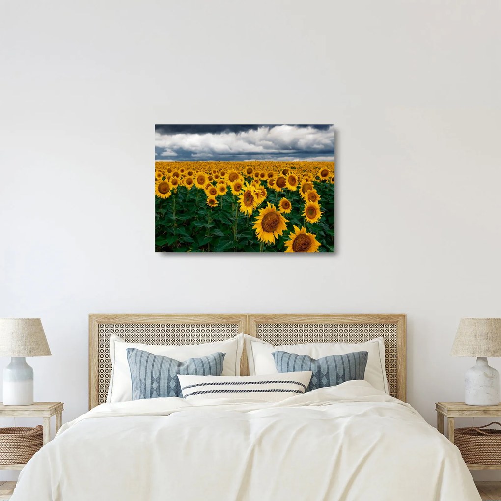Napraforgó mező képe (üvegen) (70x50 cm)