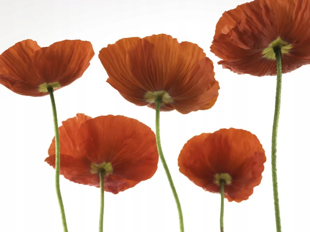 Poszter 40x30cm Five Poppies, Assaf Frank