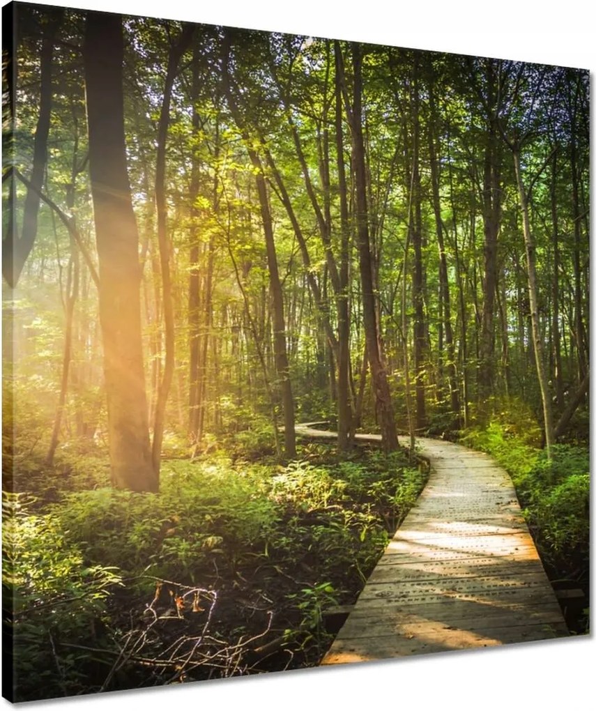 Vászonkép 50x50 Napsugár a sétán
