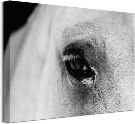 Vászonkép A ló fekete szeme Farrugia Lorene 40x30cm CAA3749