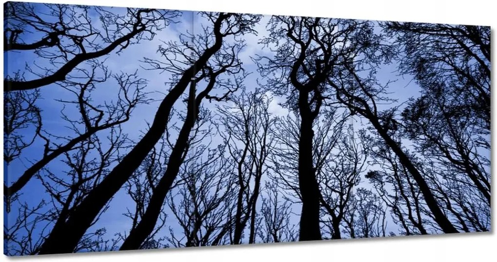 Vászonkép 120x60 Erdő Fák Kilátás alulról