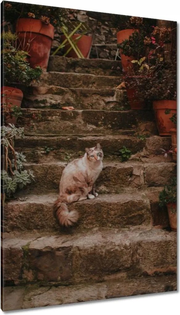 Vászonkép 80x120 Cica