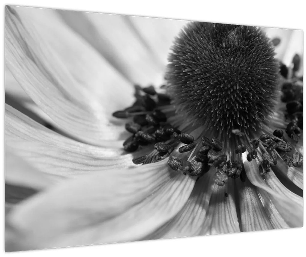 Kép - Virág fekete-fehérben (90x60 cm)