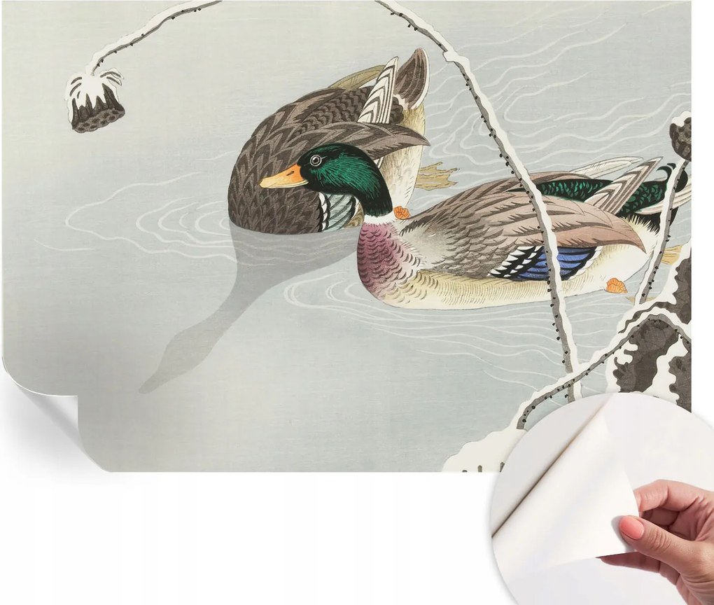 Dekoratív öntapadós fotótapéta irodába Békés kacsák 152x104 cm