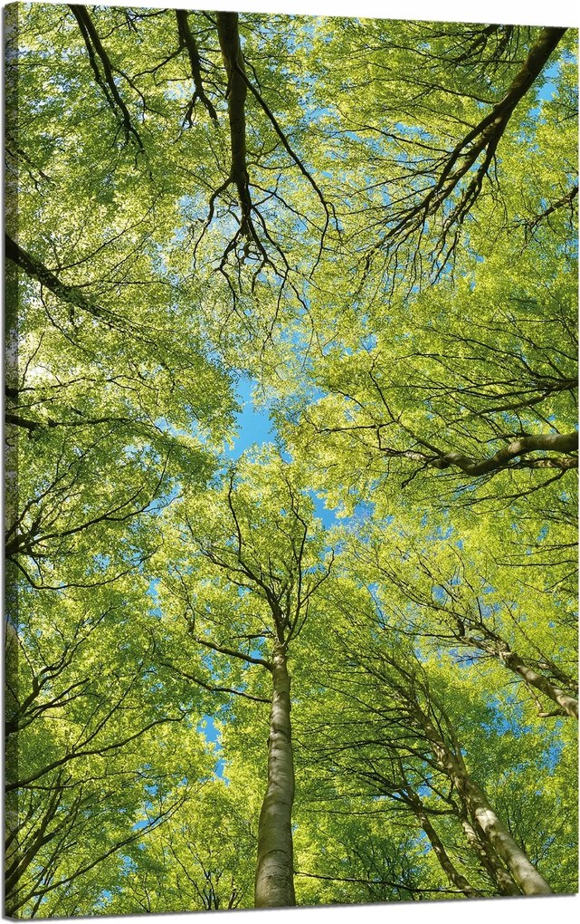 Vászonkép Levelek Fák Zöld Nap Ég 50x80 cm