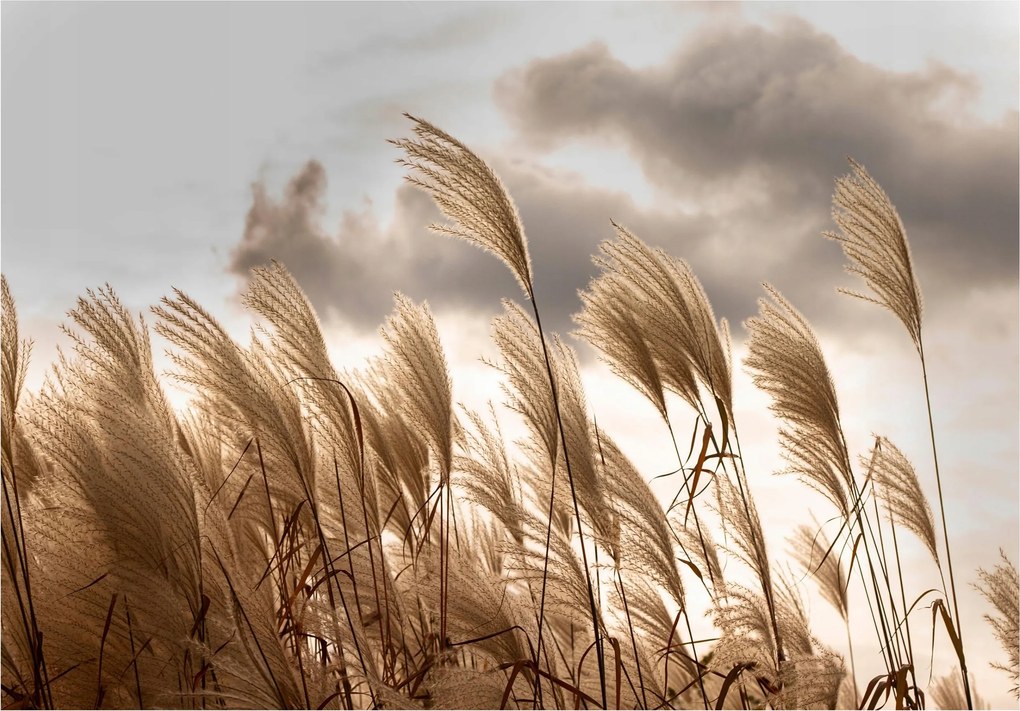 Fotótapéta Pampas Fű Mező Hálószoba 254x184