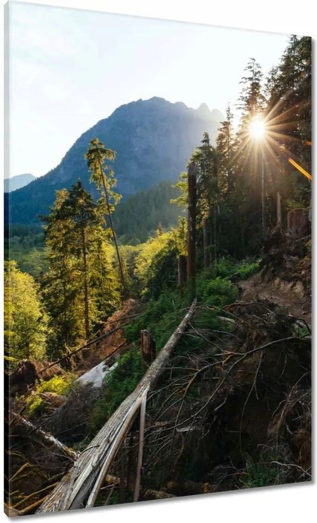 Vászonkép 70x100 Hegyek Napfény Erdő Ösvény