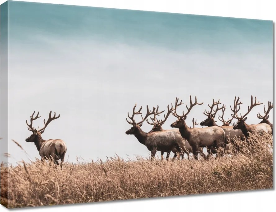 Vászonkép 70x50 Szarvasok felhője