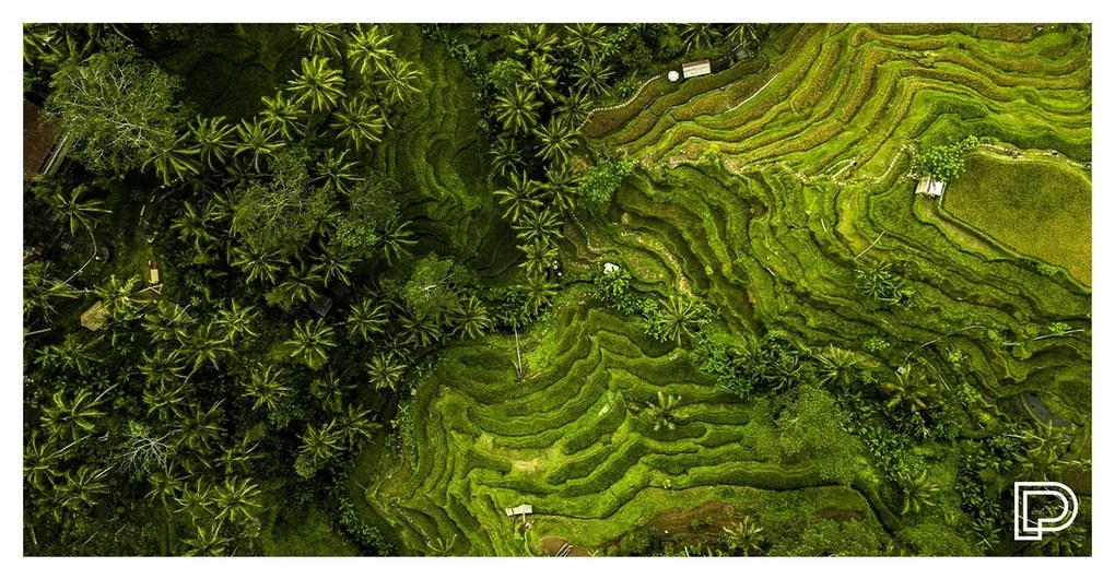 Towee RICE FIELDS gyorsan száradó törölköző, 80 x 160 cm