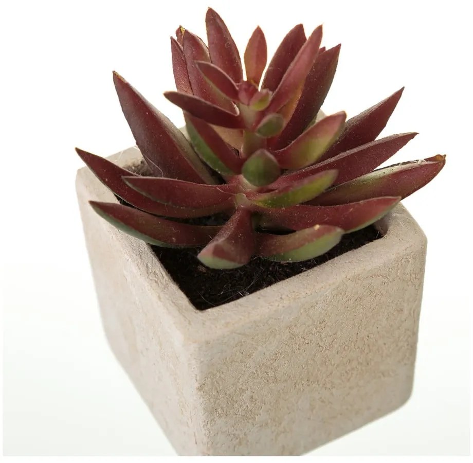 Műnövény szett 6 db-os (magasság 9,5 cm) Cactus – Casa Selección