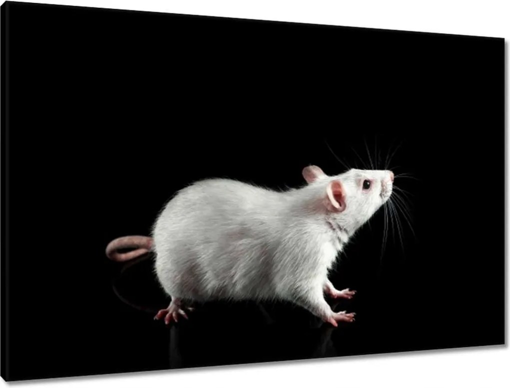Vászonkép 90x60 Fehér kis egér