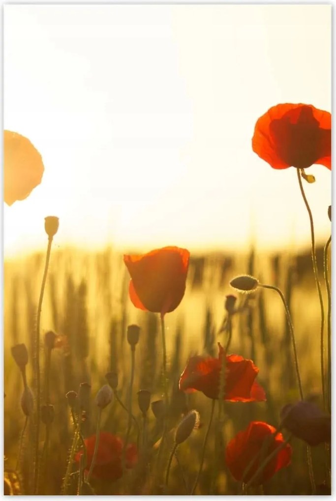 Poszterek 80x120 Pipacsok napfelkeltekor