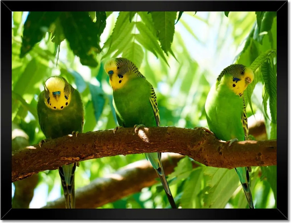 Poszterek keretben 40x30 Papagájok Madarak