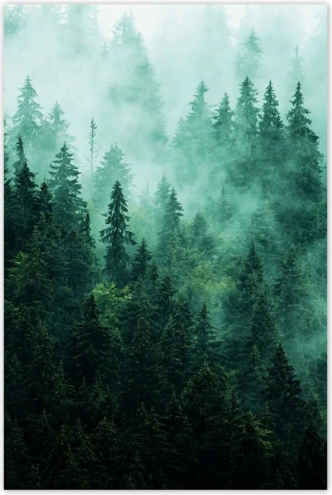 Fotótapéták 122x184 Erdő Köd Tájkép Utazás