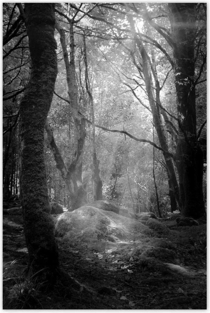 Poszterek 80x120 Rejtélyes erdő Sugárzás