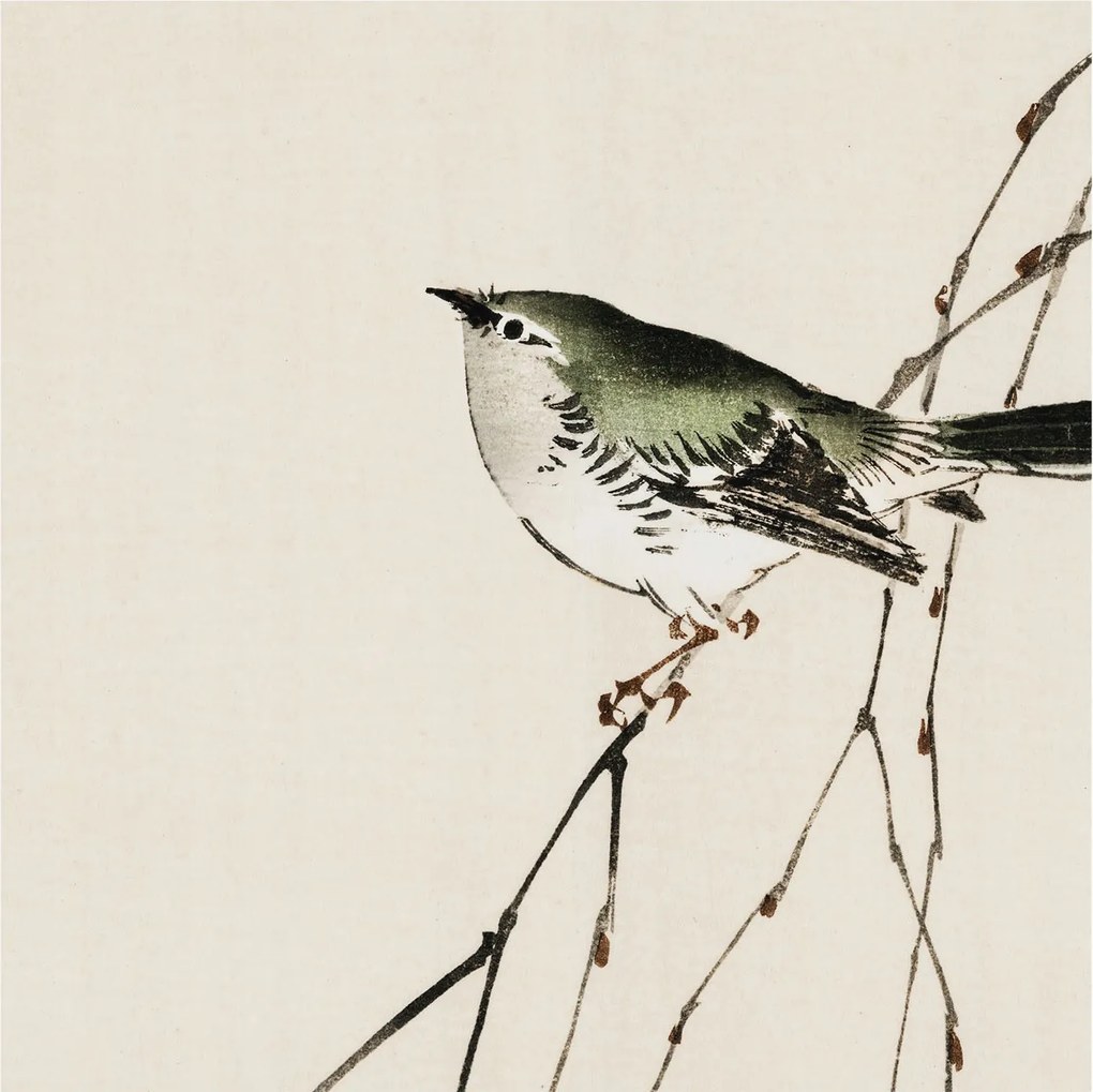 Dekoratív fotótapéta az irodába Harmonikus madár 250x250 Ragasztó