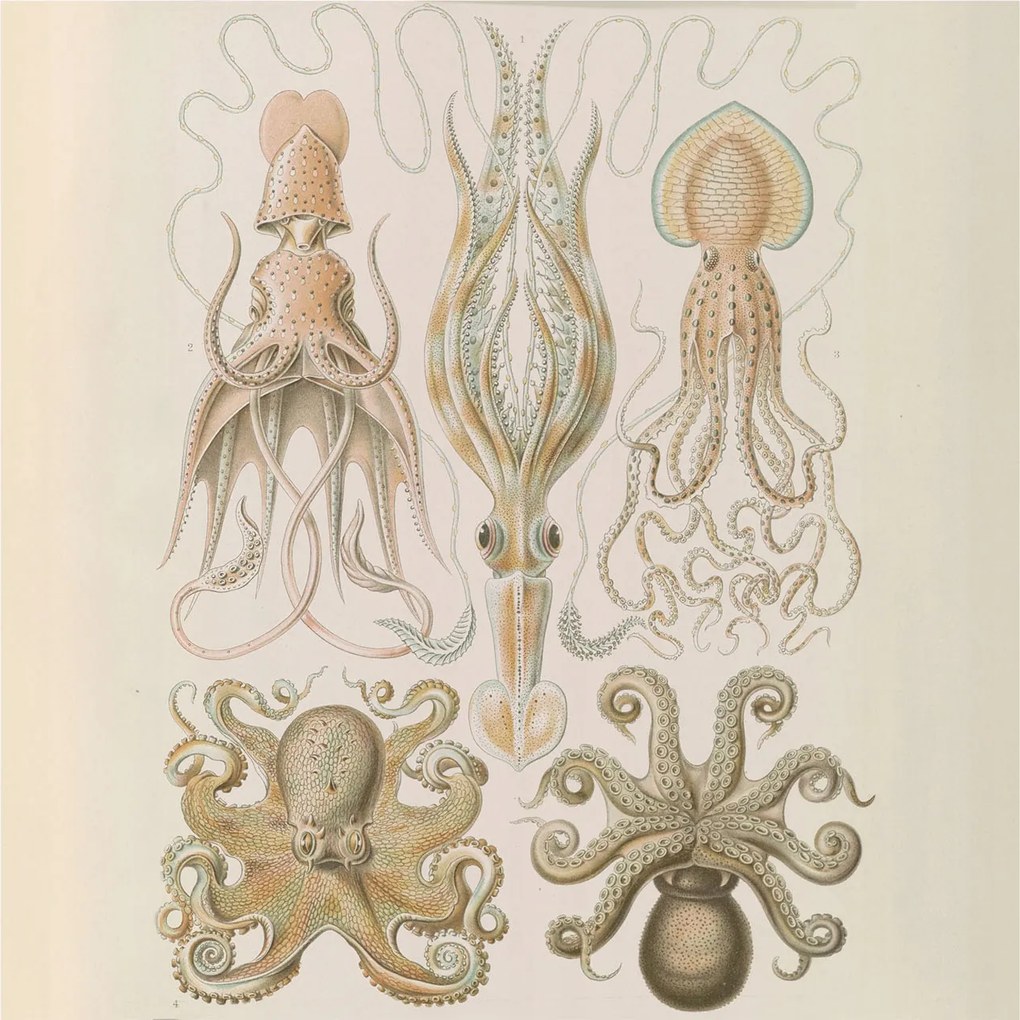 Fotótapéta Flizelin Dekoratív Hálószoba Tengeri élet 250x250 Ragasztó