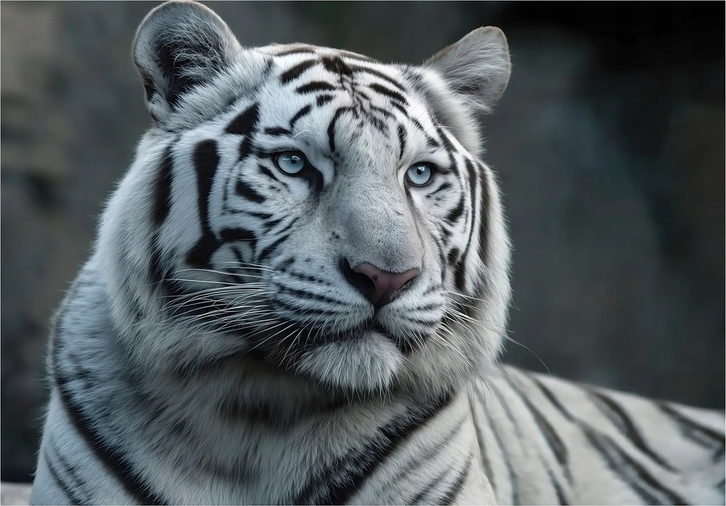 Fotótapéta Tigris Fehér Állatok Természet Fali Hálószoba Nappali 400x280