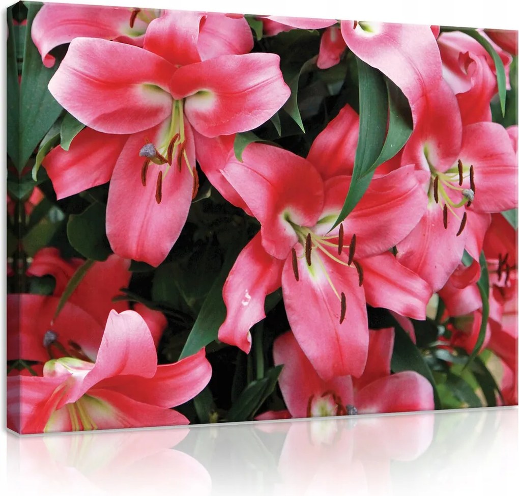 Vászonkép 100x75 Rózsaszín liliomok virágok természet frissesség szépség nyár kert