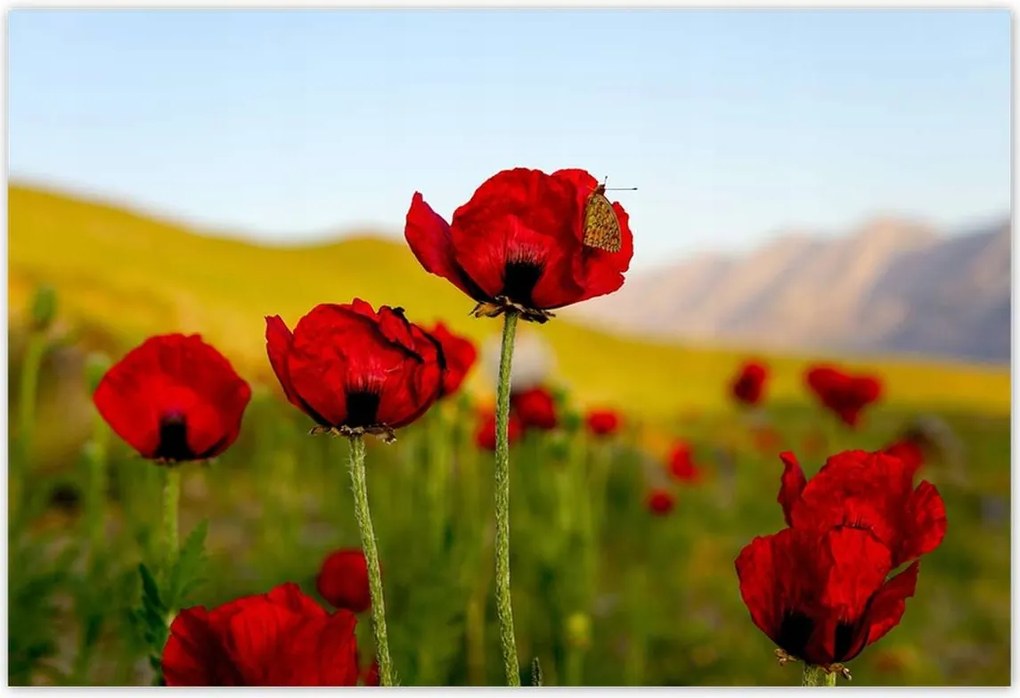 Poszterek 155x105 Piros pipacs Virágok Hegyek