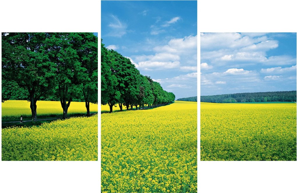 A mező képe egy sikátorral (90x60 cm)