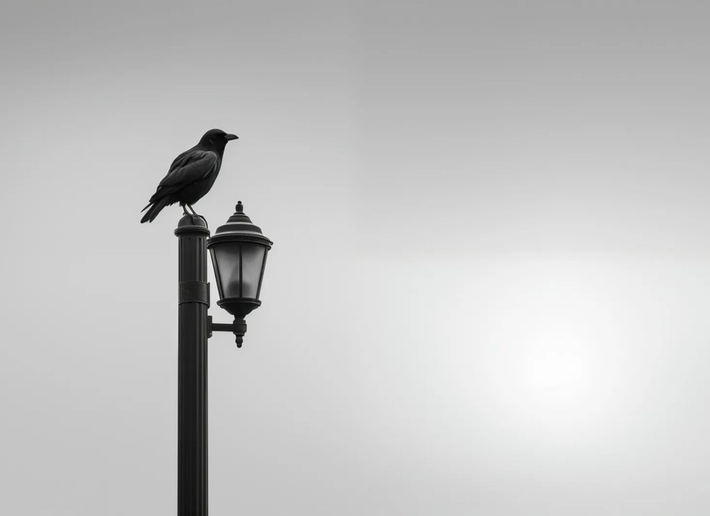 Poszter 55x40cm Magányos Holló