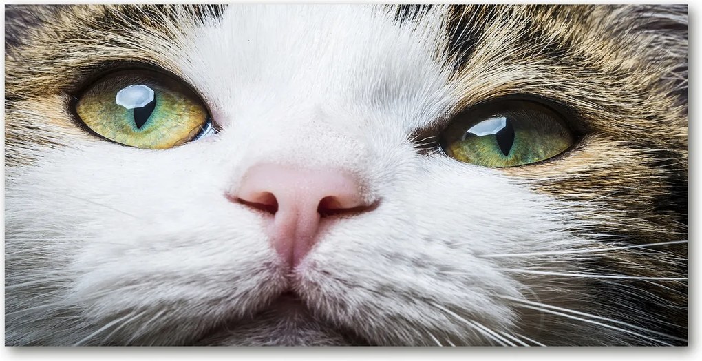 Fotó-üvegkép Zöld macskaszemek 140x70