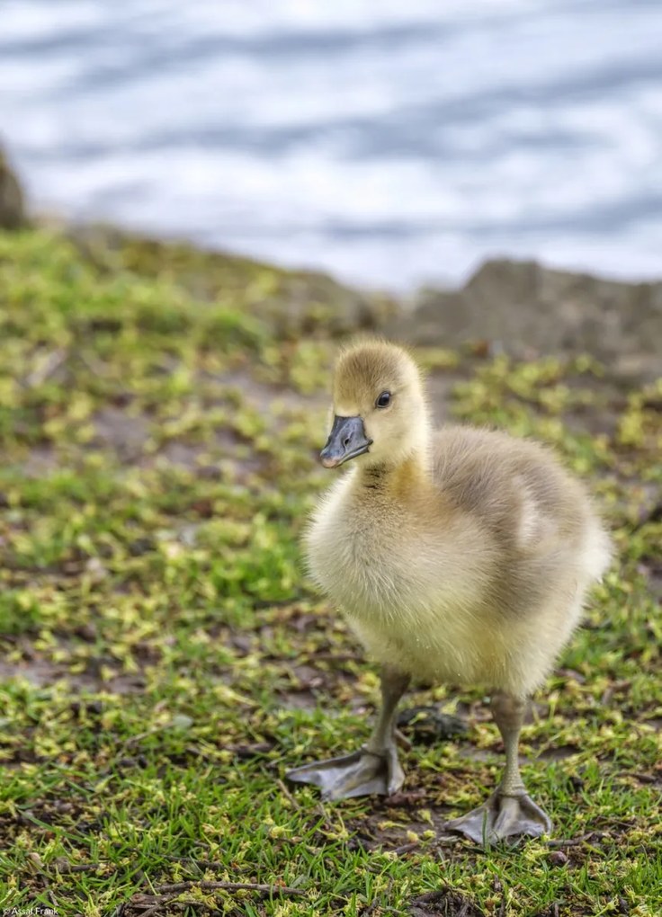 Poszter 20,5x28,4cm Gosling, Assaf Frank