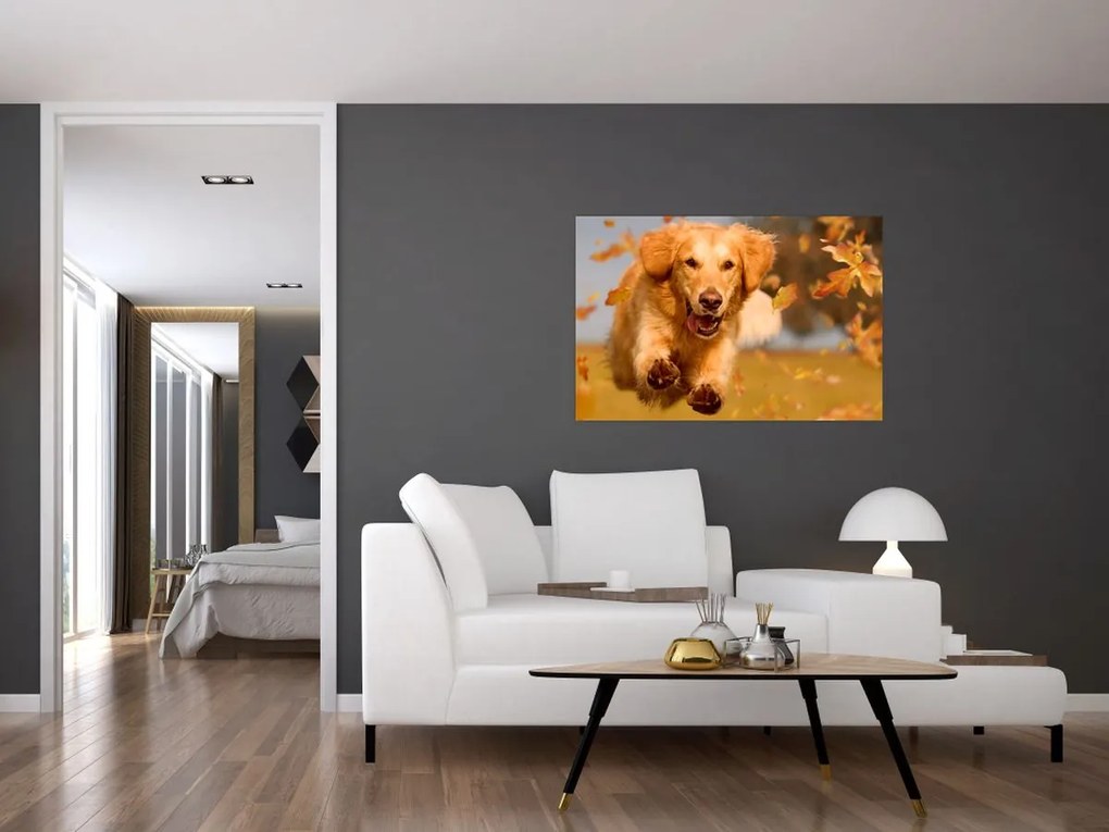 Kép - Golden Retriever (90x60 cm)